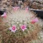 Preview: Mammillaria manana TL877